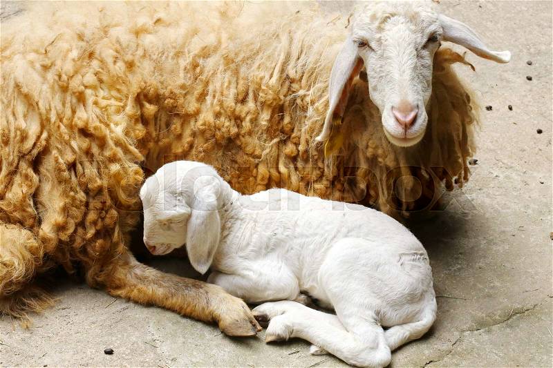 New born sheep,Abandoned new-born lamb, stock photo