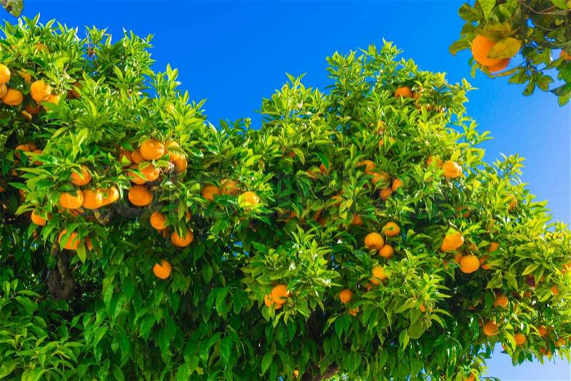 Mandarin fruits on a tree. Orange tree. fresh orange on plant, stock photo