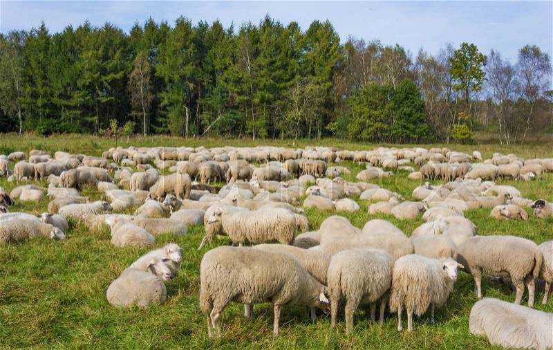 Sheep on green grass. Sheeps in a meadow, stock photo