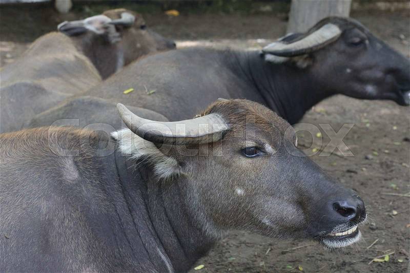 Buffalo, water buffalo in farm, stock photo