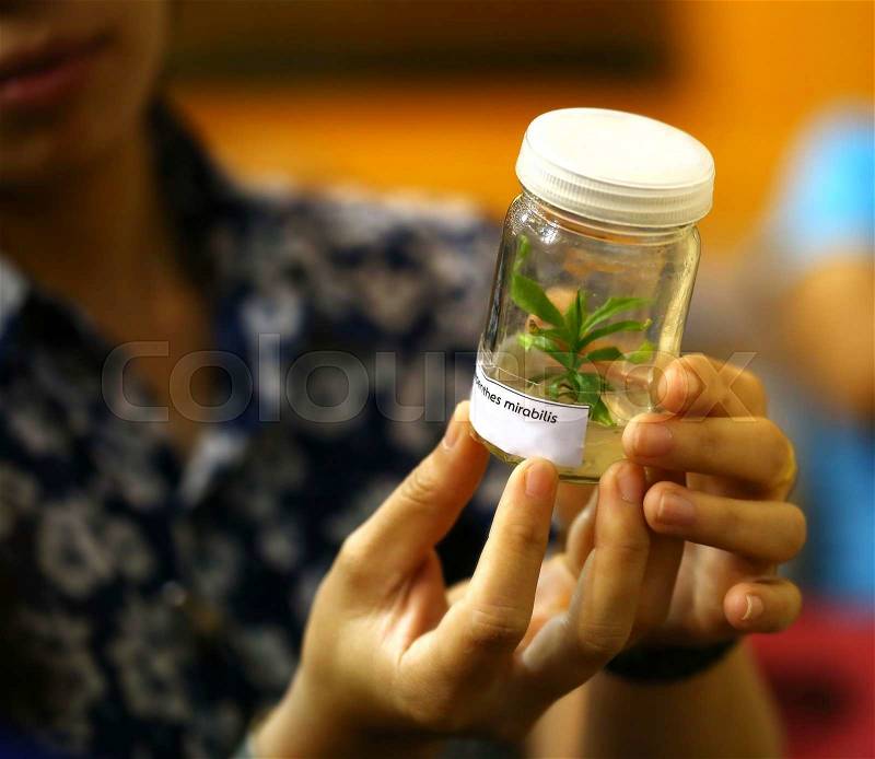 Women hand hold plant tissue culture bottle in lab, stock photo