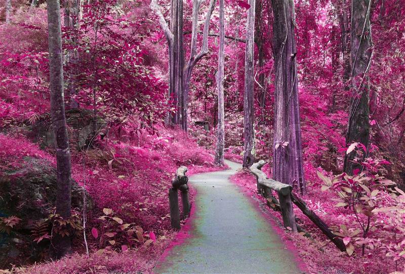 Road to purple forest, imagination background, stock photo