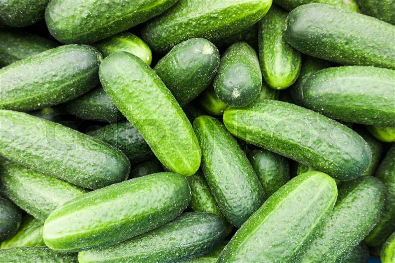 Fresh green cucumber. Cucumber background, stock photo