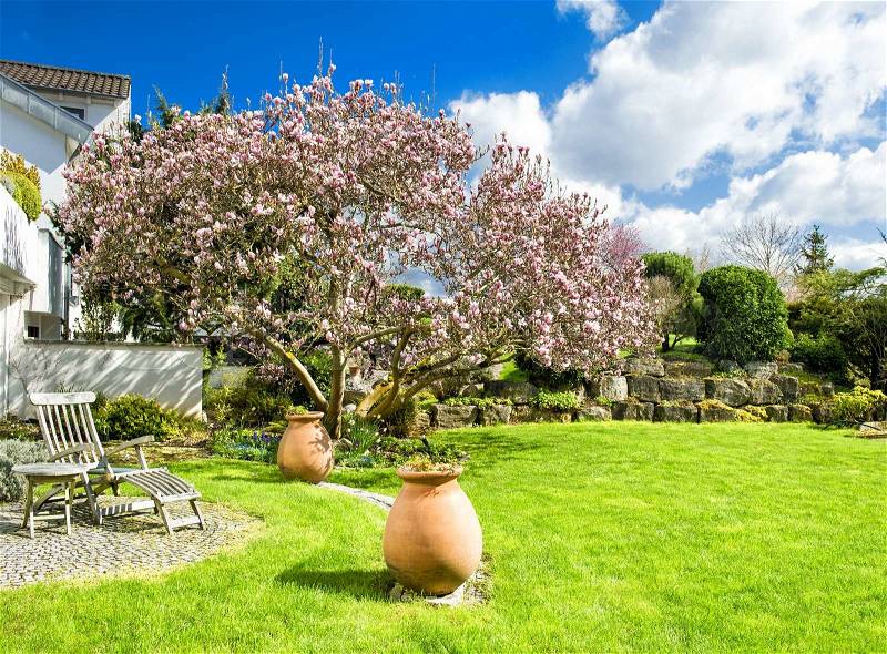 Spring english garden with blossoming magnolia tree. Sunny day. Blue sky, stock photo