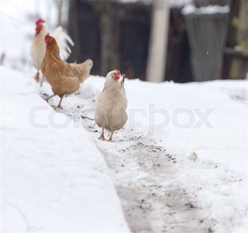 Chicken in the snow on the nature, stock photo