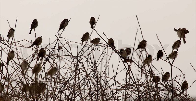 Flock of sparrows on the bare branches of a tree, stock photo