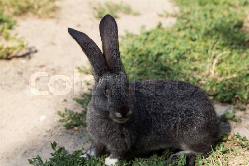 Rabbit sitting on green grass and digs a hole, stock photo