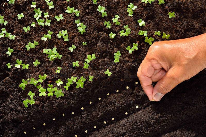 Farmer\'s hand planting seeds in soil, stock photo