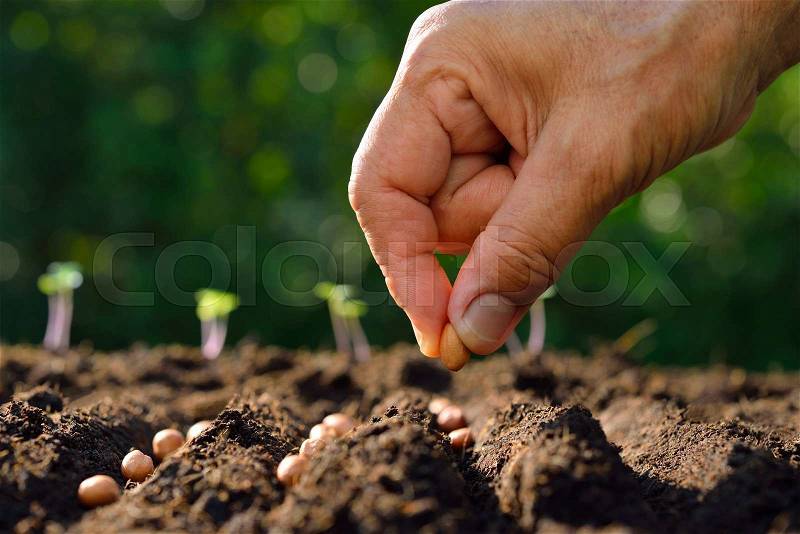 Farmer\'s hand planting seed in soil, stock photo