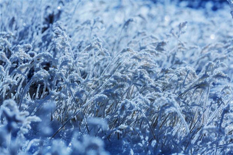 Frozen grass in the mountain, stock photo