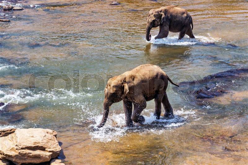 Elephants family wild Asia Elephant tropical summer in river, stock photo