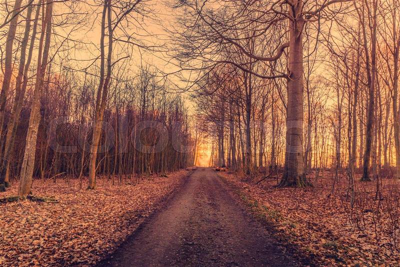 Sunrise at the end of the road in a forest, stock photo