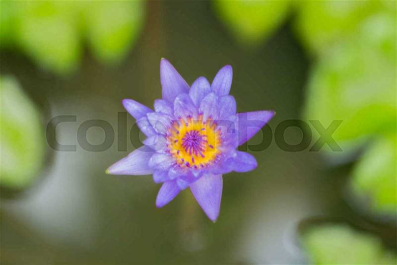 Blue lotus bloom Lotus in full bloom Blue and yellow stamens, stock photo