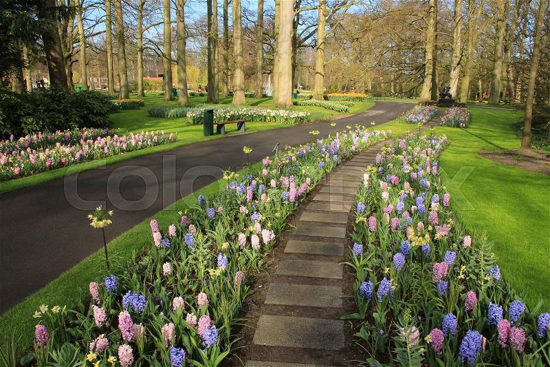 A part of a flower bed with blooming hyacinths in the colours blue or pink in the wonderful flower garden, Keukenhof, in Lisse in spring, stock photo