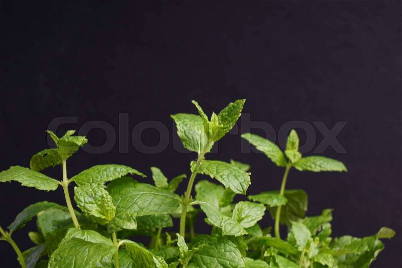 Top of the organic mint plant, isolated on black, stock photo