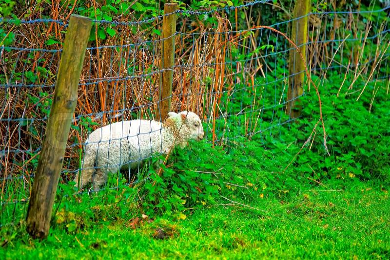 Lamb stuck in a fence in Brecon Beacons in South Wales. Brecon Beacons is a chain of mountains in the South of Wales of the United Kingdom, stock photo