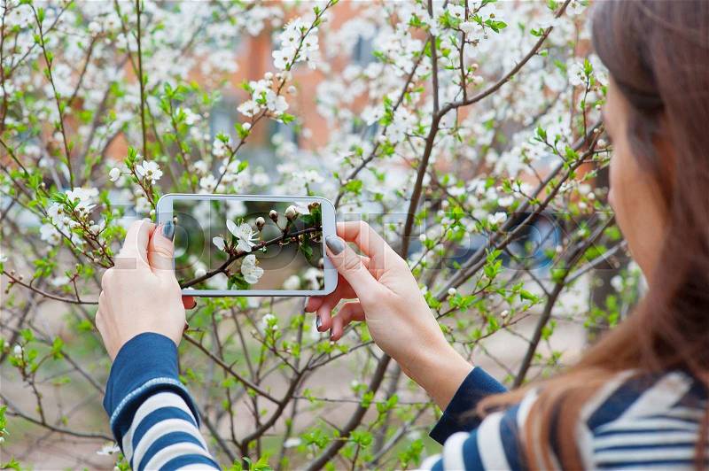 Taking pictures white flower with mobile smart phone in the nature background, stock photo