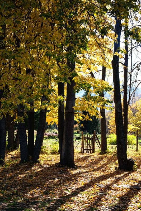 Autumn park and the old small gate, stock photo