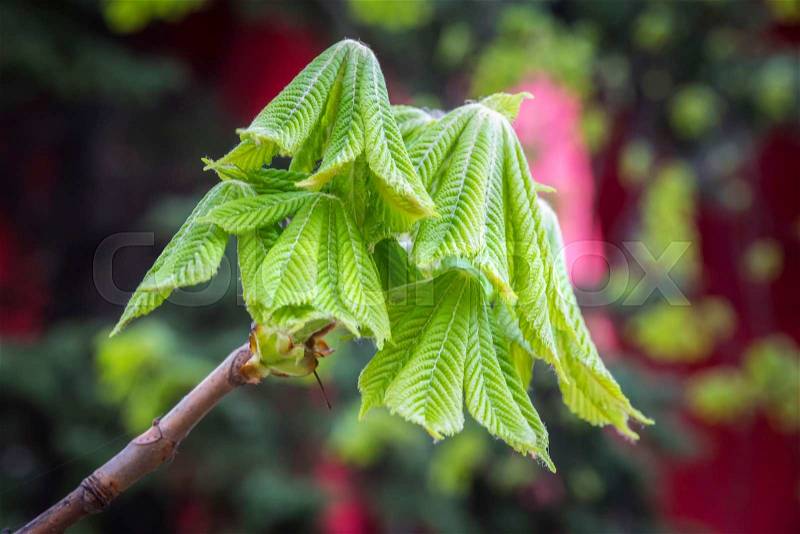 Branch of a chestnut tree with sprouting leaves in springtime, stock photo