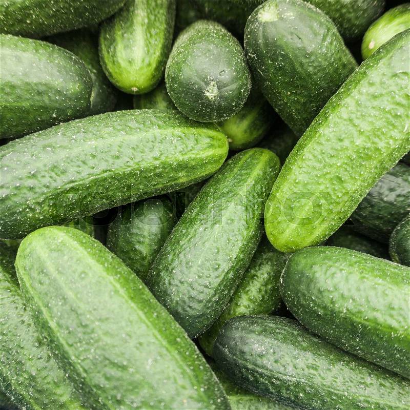 Fresh cucumber. Cucumber background, stock photo