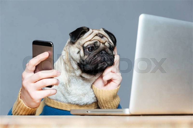 Thoughtful pug dog with man hands in sweater using laptop and cell phone over grey background, stock photo