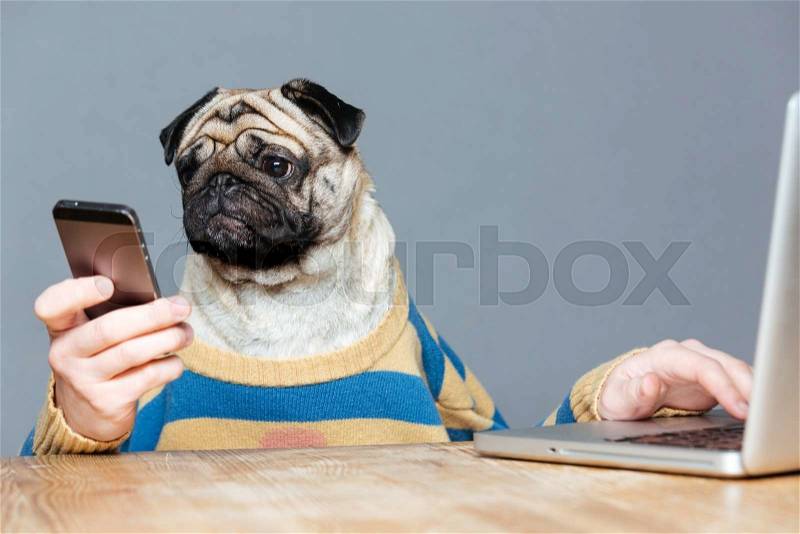 Funny man with pug dog head in striped pullover using laptop and smartphone over grey background, stock photo