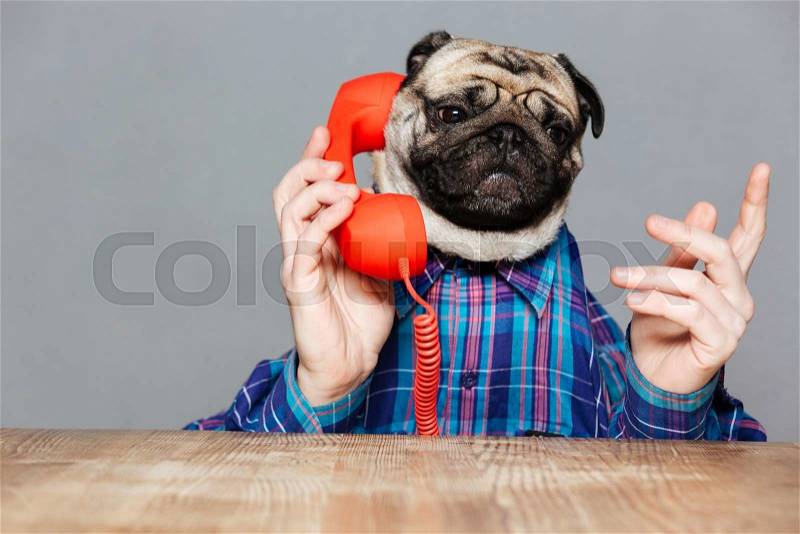 Serious man with pug dog head in checkered shirt talking on telephone over grey background, stock photo