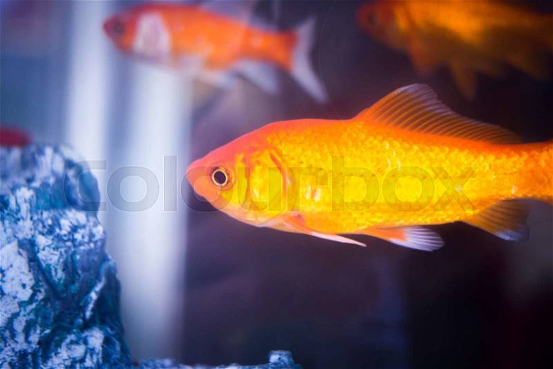 Goldfish swimming in fish tank closeup photo in petshop store window, stock photo