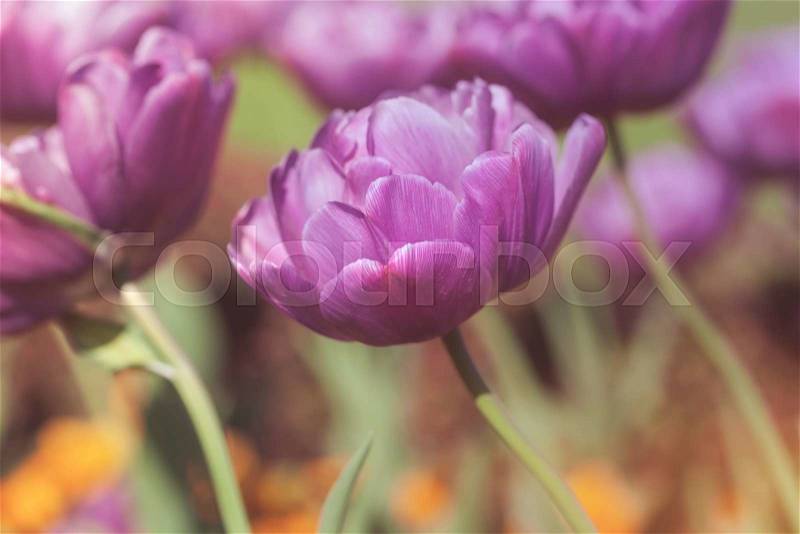 Blooming Blue Diamond Double Late Tulip in garden on sunny day. Macro, selective focus,toned image, stock photo