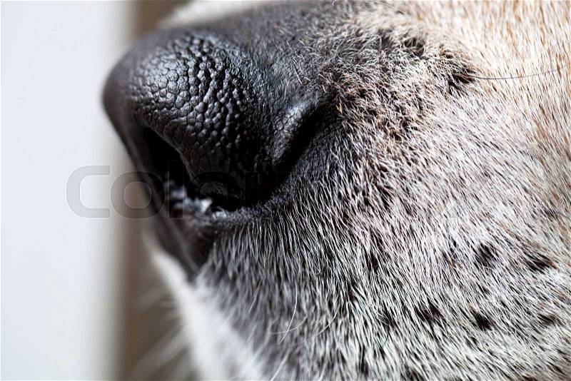 Macro closeup shot of a beagle dogs nose, stock photo