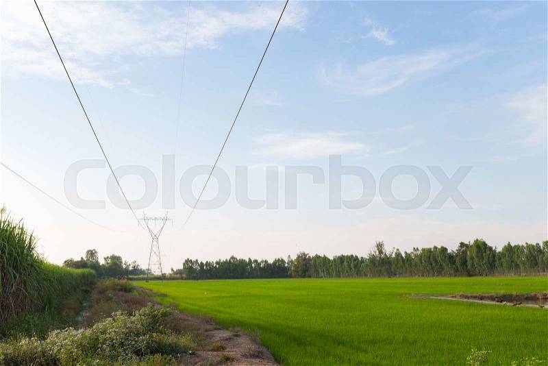 Power transmission towers in the rice fields. Power transmission towers from power plants through the rice fields, stock photo