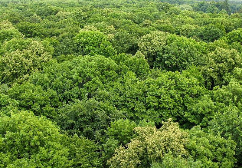 Deciduous forest seen from above in summer, stock photo