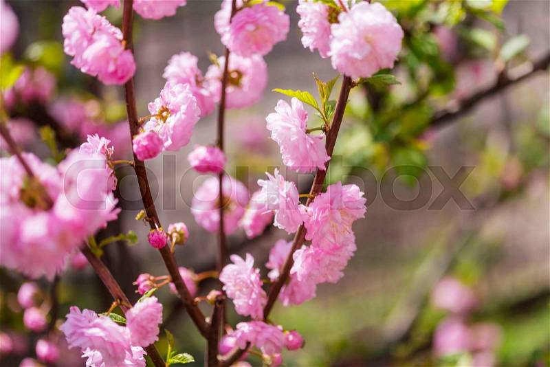 Almond tree pink flowers, stock photo