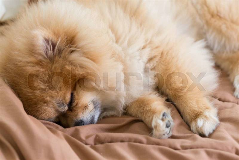 Cute pet in house, pomeranian dog sleeping on the bed at home, stock photo