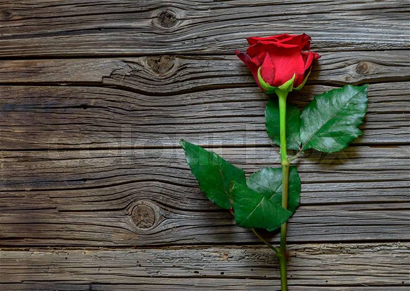 Single lovely red rose on stem with green leaves against knotted dark wood slats, stock photo