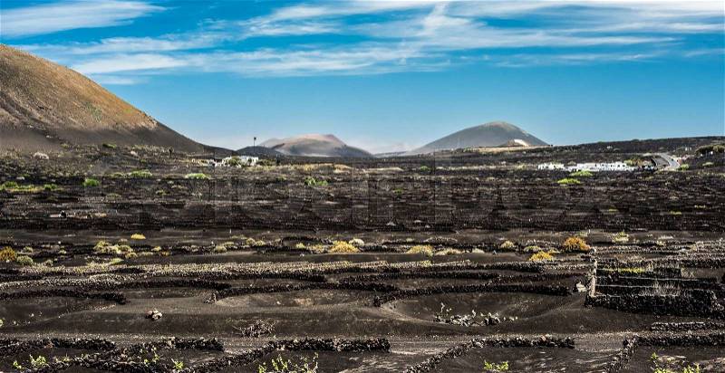 Large vineyards near volcanic mountains in Lanzarote, Canary Islands, Spain, stock photo