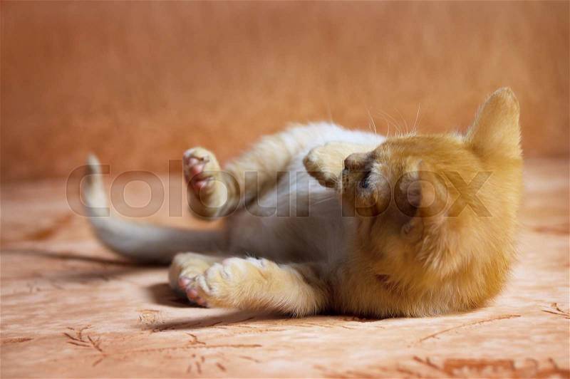 Redhead kitten playing lying on the couch, stock photo