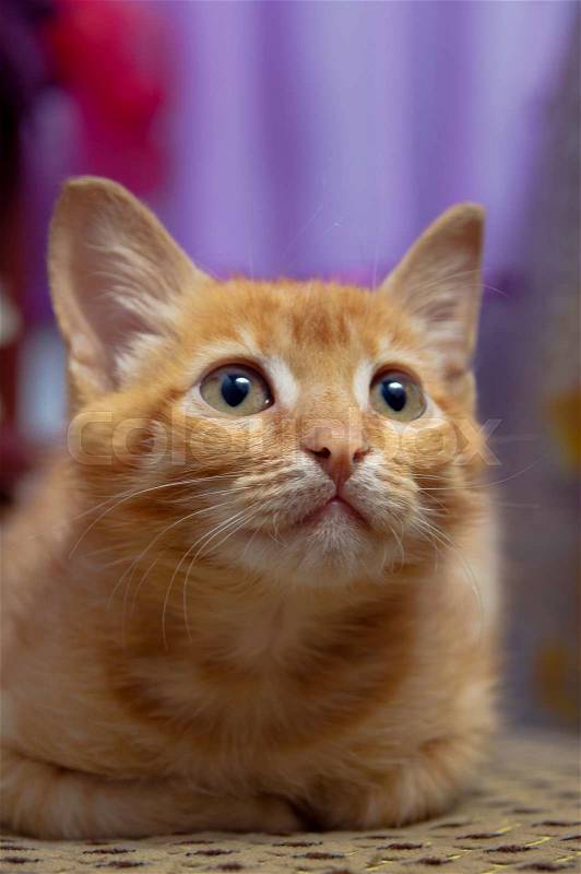 Close-up of red little kitten looking up, stock photo