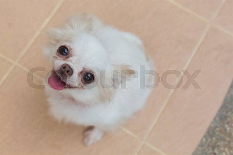Chihuahua small dog happy smile, cute pets friendly, stock photo