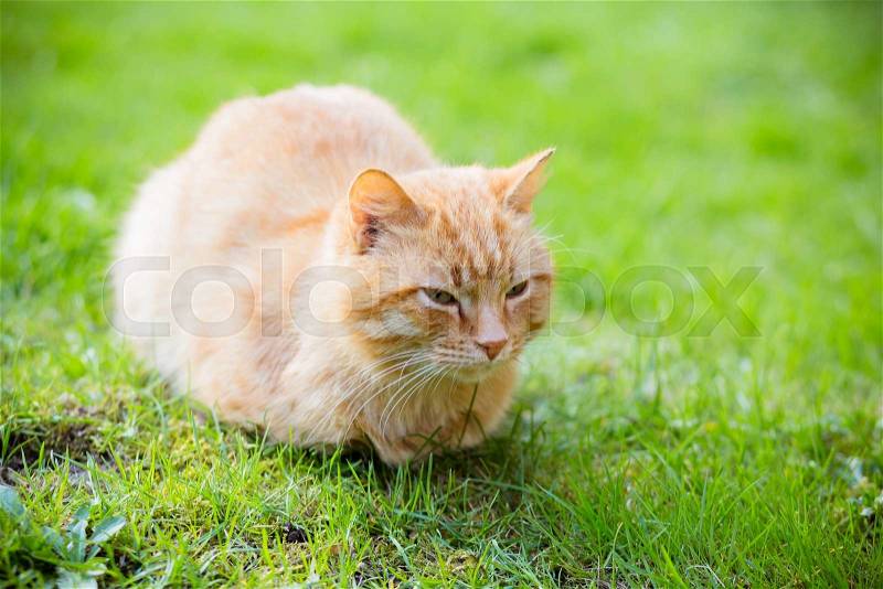 Beautiful sleepy red-headed cat sitting on the grass outdoor in summer, copy space, stock photo