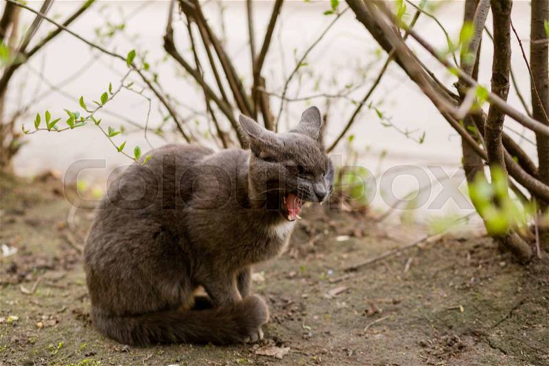 Beautiful calm grey cat yawns outdoor in the garden, stock photo
