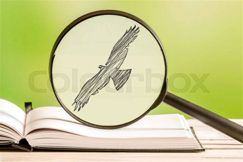 Bird search with a magnifying glass in a book, stock photo
