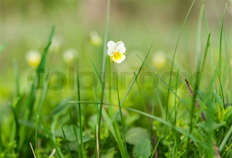 Wild pansy. Very common in the forests and fields, stock photo