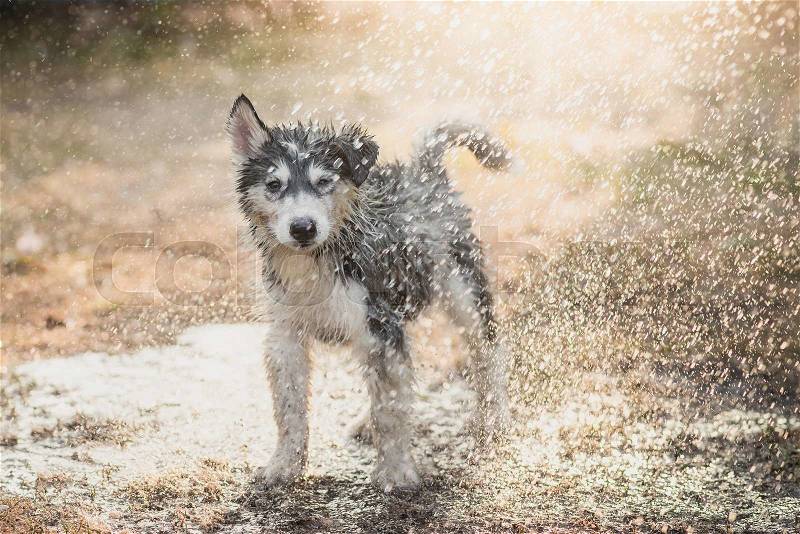 Cute siberian husky puppy shakes the water off its coat, stock photo