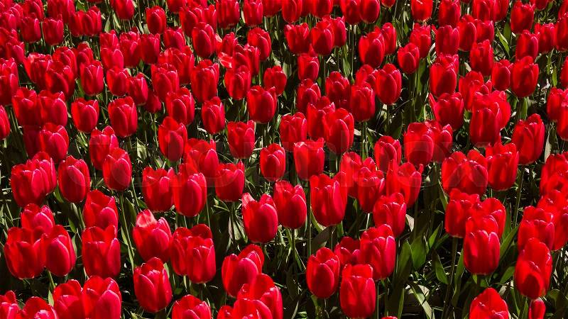 Red tulips background. Colorful field of tulips, stock photo