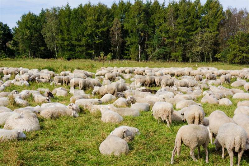 Sheep on green grass. Sheeps in a meadow, stock photo