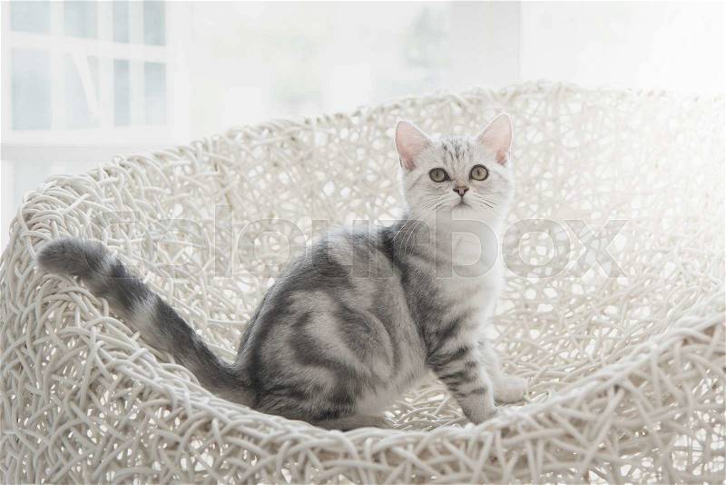 Cute American Shorthair kitten sitting and looking on white basket, stock photo