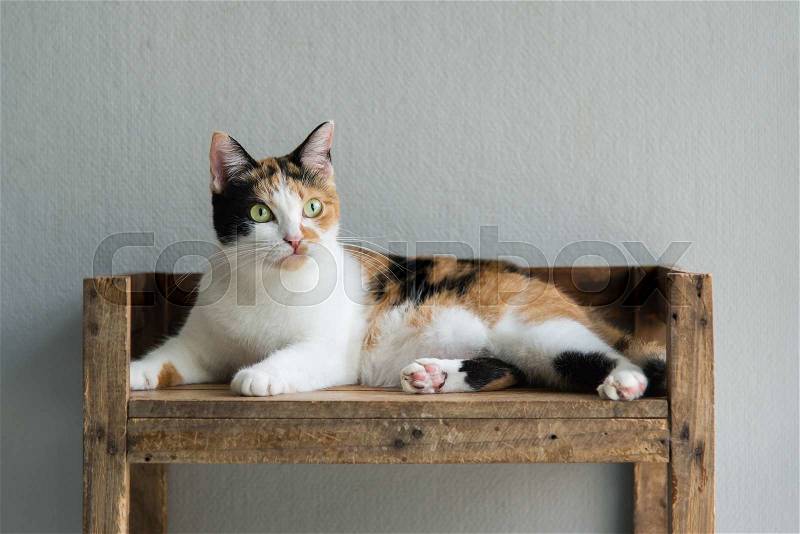 Cute calico cat lying and looking on old wood shelf, stock photo