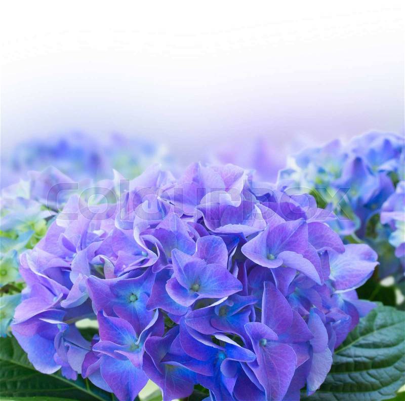 Border of fresh blue hortensia flowers over white background, stock photo