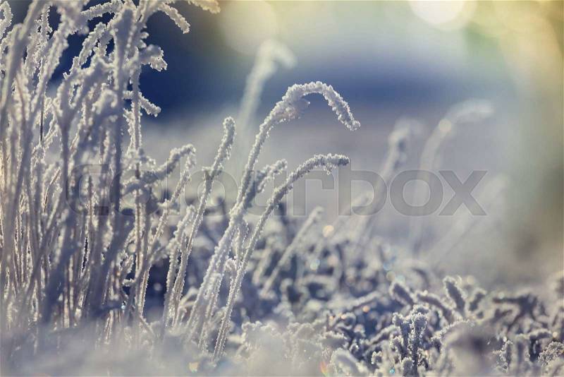 Frozen grass in the mountains, stock photo